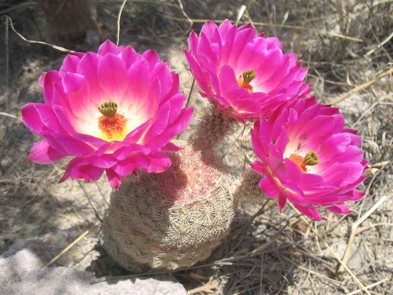 Cactaceae: Echinocereus rigidissimus 
Rainbow cactus with its hot pink flowers, Ruby AZ