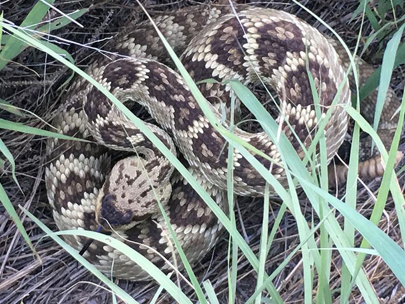Western Diamondback rattlesnake curled up in grass