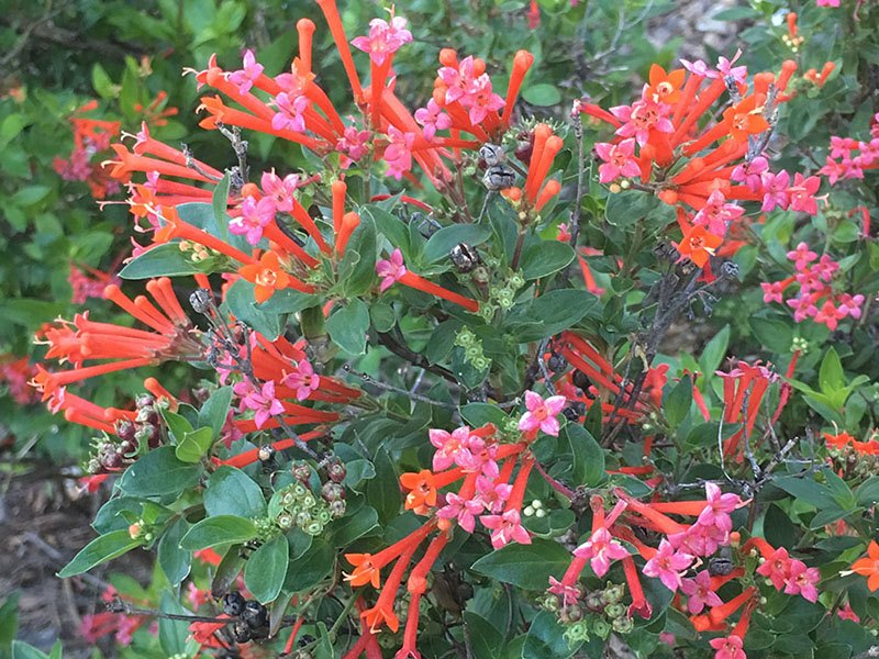 Firecrackerbush, Bouvardi, Ruby Arizona. Orange and pink shrub wildflower