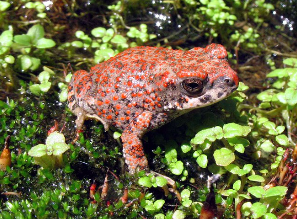 Anaxyrus punctatus  Orange spotted toad at Ruby, Arizona